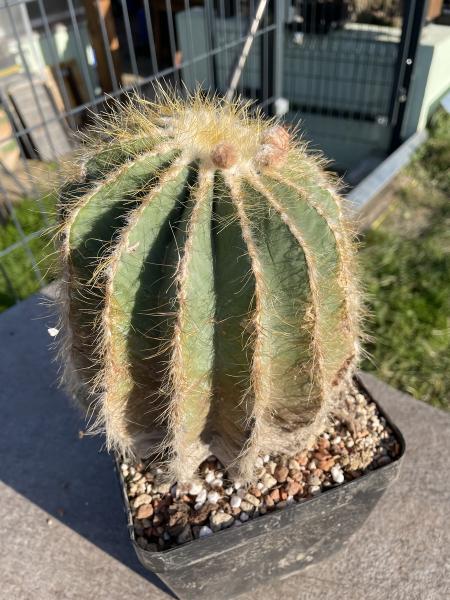 Notocactus magnificus hellbraun